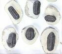 Lot: Assorted Devonian Trilobites - Pieces #80734-2
